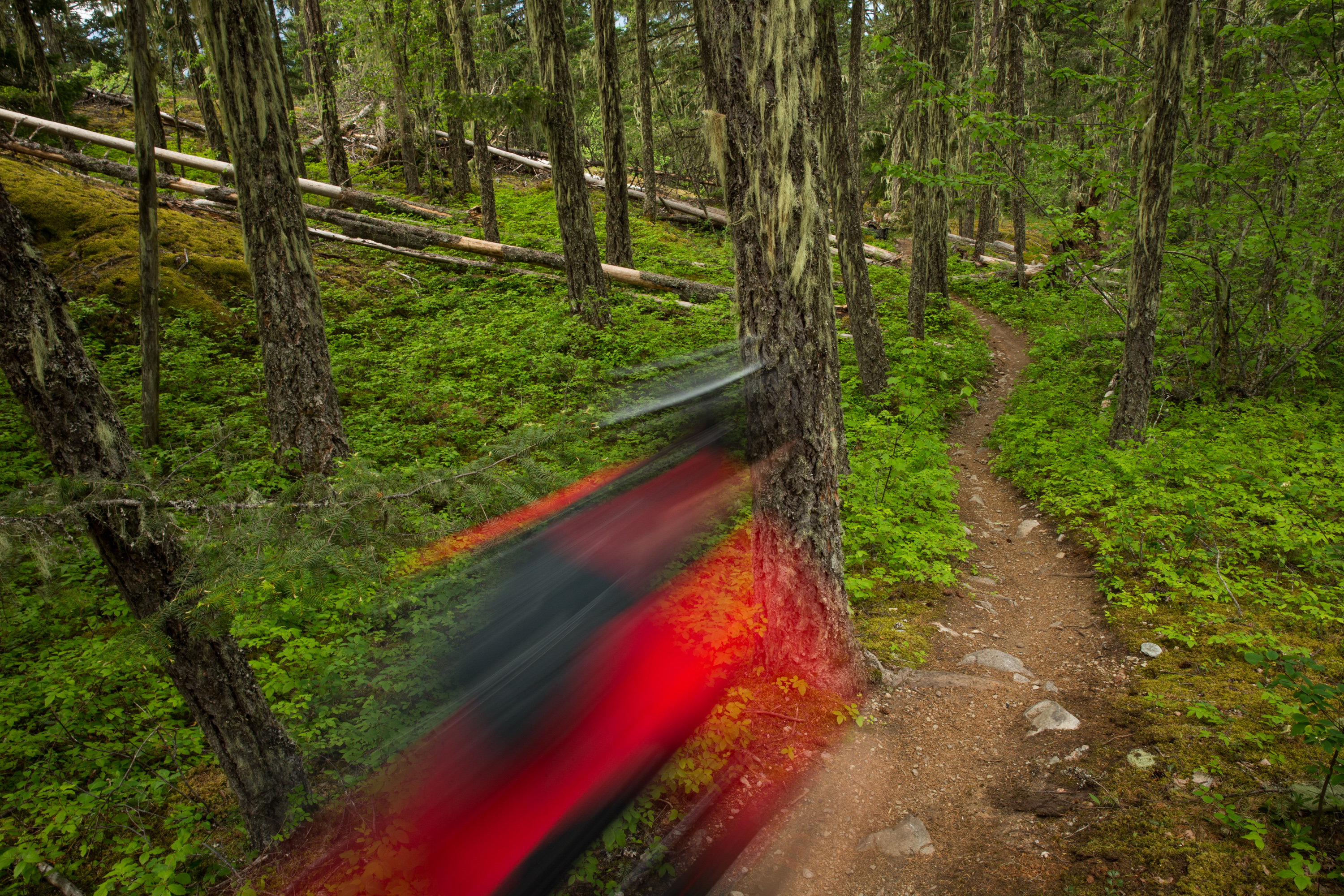 Rider entering a forested singletrack, framed by old-growth and moss