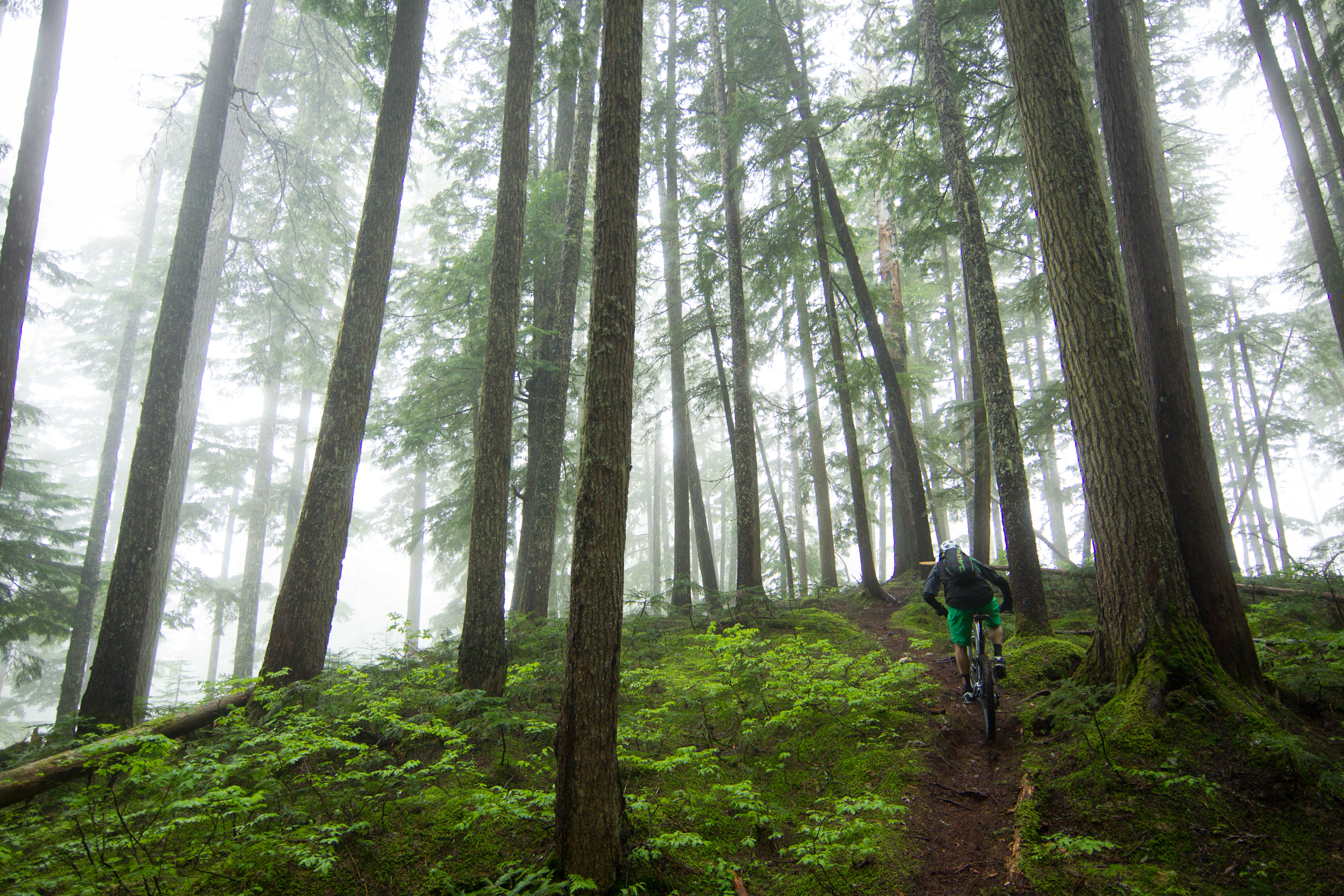 Rider climbing through a low-light Pacific Northwest forest